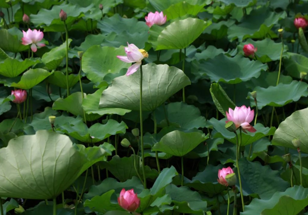 夏天吃“苦”胜似进补！三种苦味菜不要错过