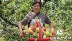 驿城区刘阁街道茨园村：桃子丰收盼采购
