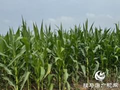 高温天气玉米穗期管理要点