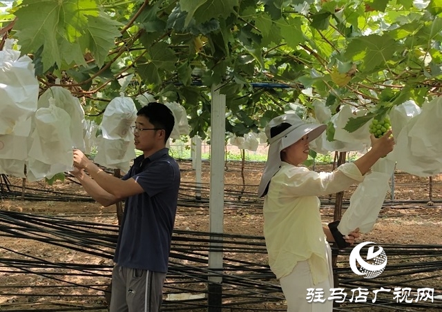 泌阳县赵龙：返乡创业生活甜 带动乡邻致富忙