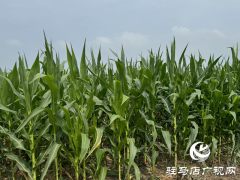 驻马店：科技创新为现代农业注入“强芯”动力