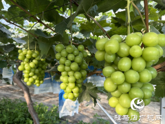 驻马店市驿城区水屯镇：300亩葡萄陆续成熟上市