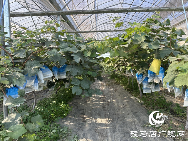 驻马店市驿城区水屯镇：300亩葡萄陆续成熟上市