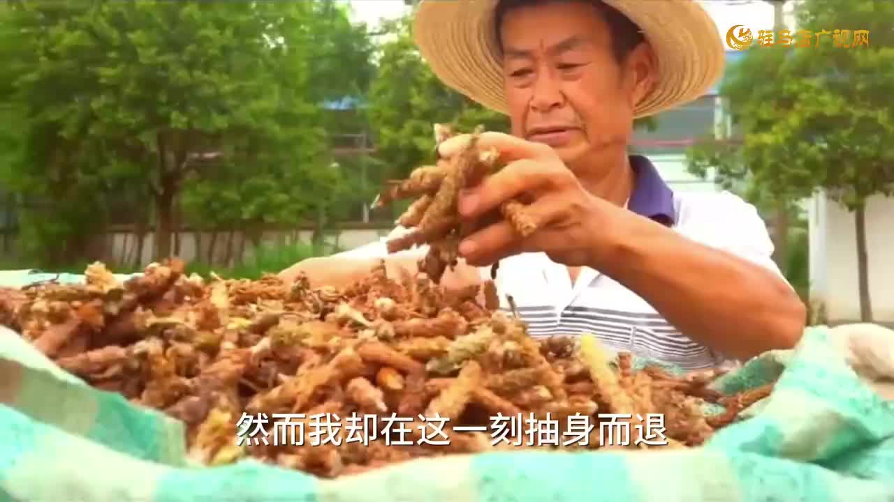 天中的道地药材第一期——《夏枯草》