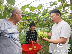 驿城区诸市镇魏庄村：阳光玫瑰结出乡村振兴“致富果”