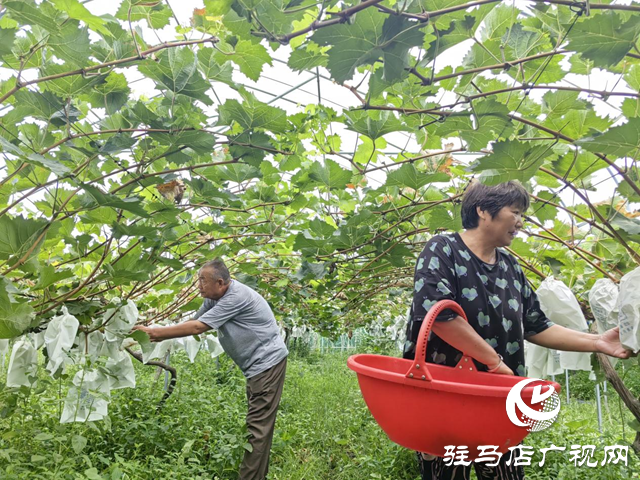 驿城区诸市镇魏庄：阳光玫瑰结出乡村振兴“致富果”
