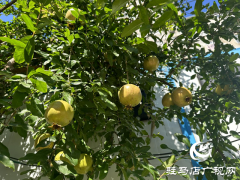 石榴树的夏季管理方法