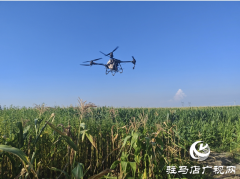 平舆县：70余万亩秋粮进入生长关键期 无人机飞防助力丰产丰收