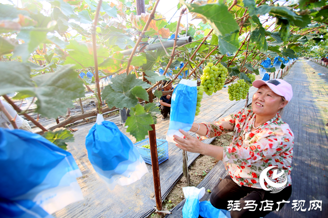 驻马店经济开发区关王庙乡:“阳光玫瑰”飘香 甜蜜产业结出“致富果”