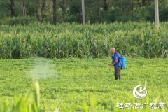 泌阳县黄山口乡：精准管理 打好秋粮生产主动仗