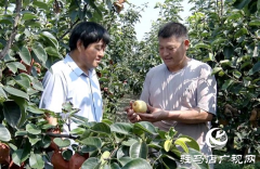 遂平县：种下“黄金梨” 收获“致富果”
