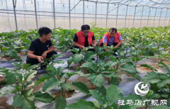 驻马店：科技特派员服务团为蔬菜生产“把脉”献策