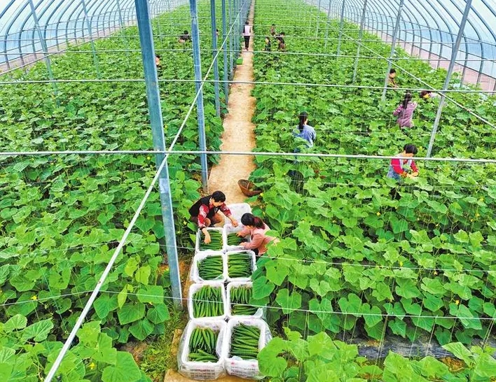 9月份驻马店蔬菜种植指导
