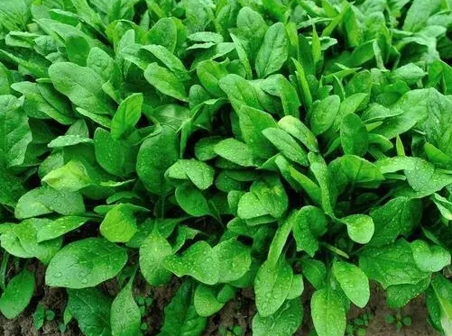 秋季菠菜和香菜进入最佳播种时机