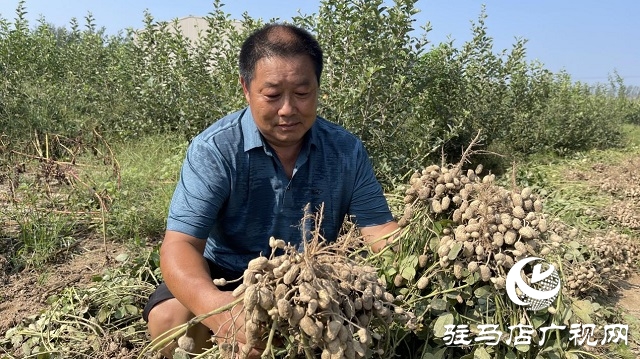 驿城区顺河街道：“罗汉果”花生喜获丰收