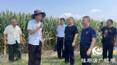 驻马店：玉米新品种观摩 助力农业增效农民增收