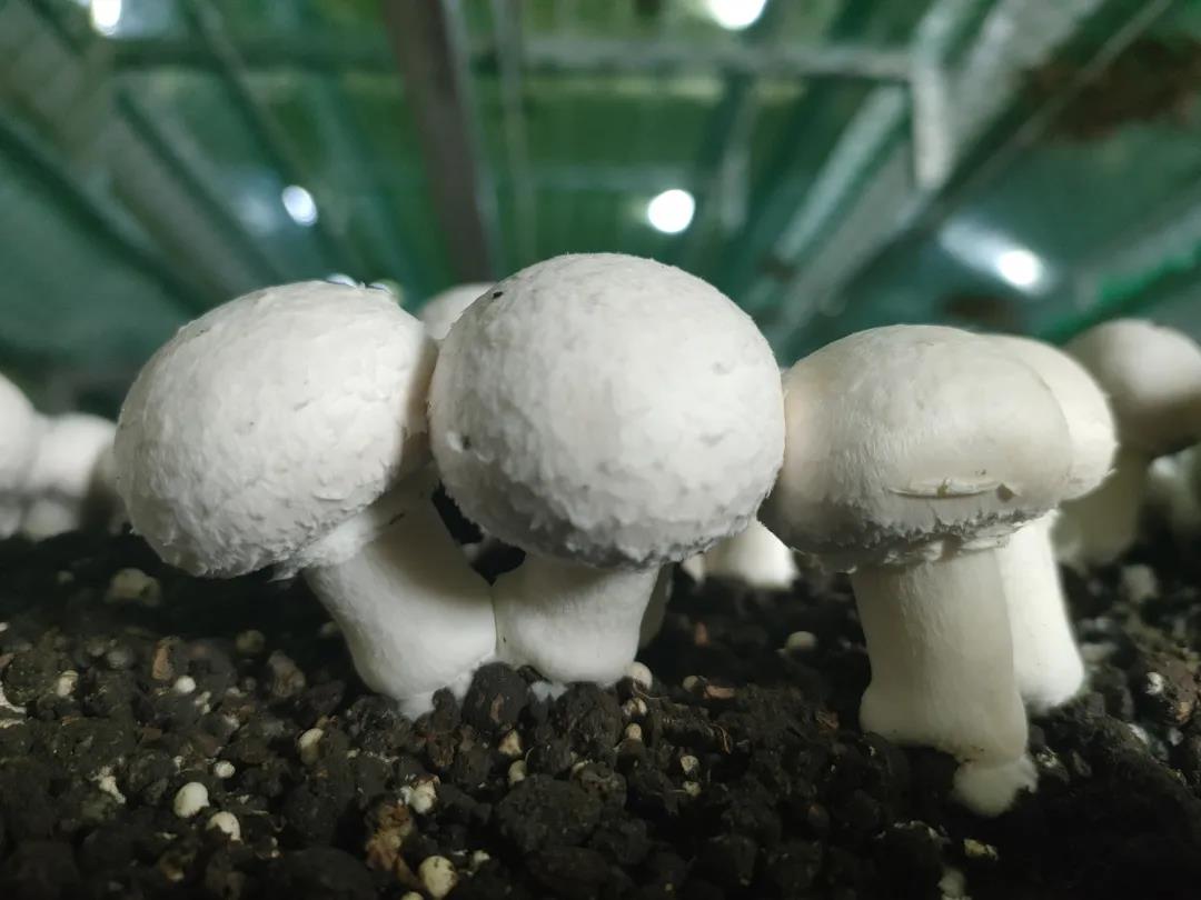 西平县环城乡：双孢菇“撑”起致富伞
