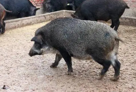遂平小伙李思：抓住野猪养殖新机遇 成就致富梦