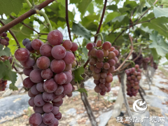 杨秋丽：扎根田园酿出“甜蜜事业”