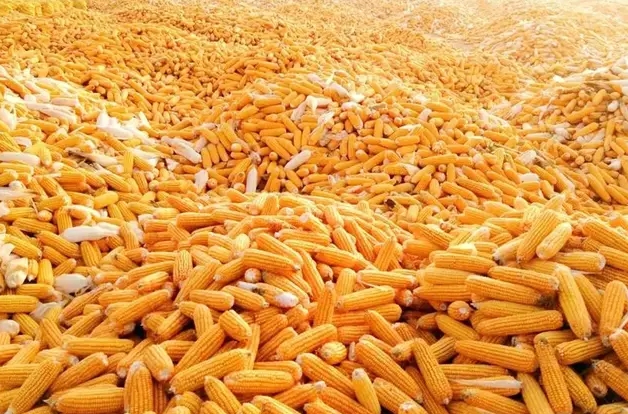 新收玉米的应急处理与防虫治虫