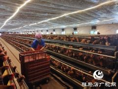 西平县盆尧镇：小鸡蛋“孵”出群众增收致富路