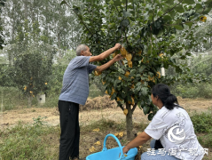 驿城区水屯镇：秋月梨成熟 果农笑开颜