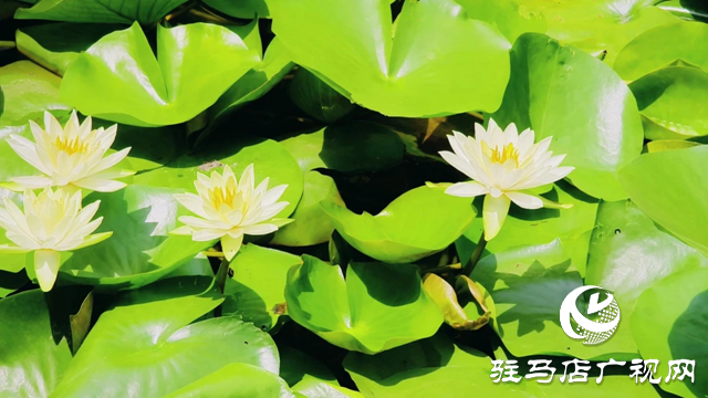 泌阳县和园：秋色宜人处 风光入画来