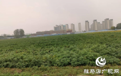驻马店未来几天晴好 种植户需抓紧收割晾晒秋作物