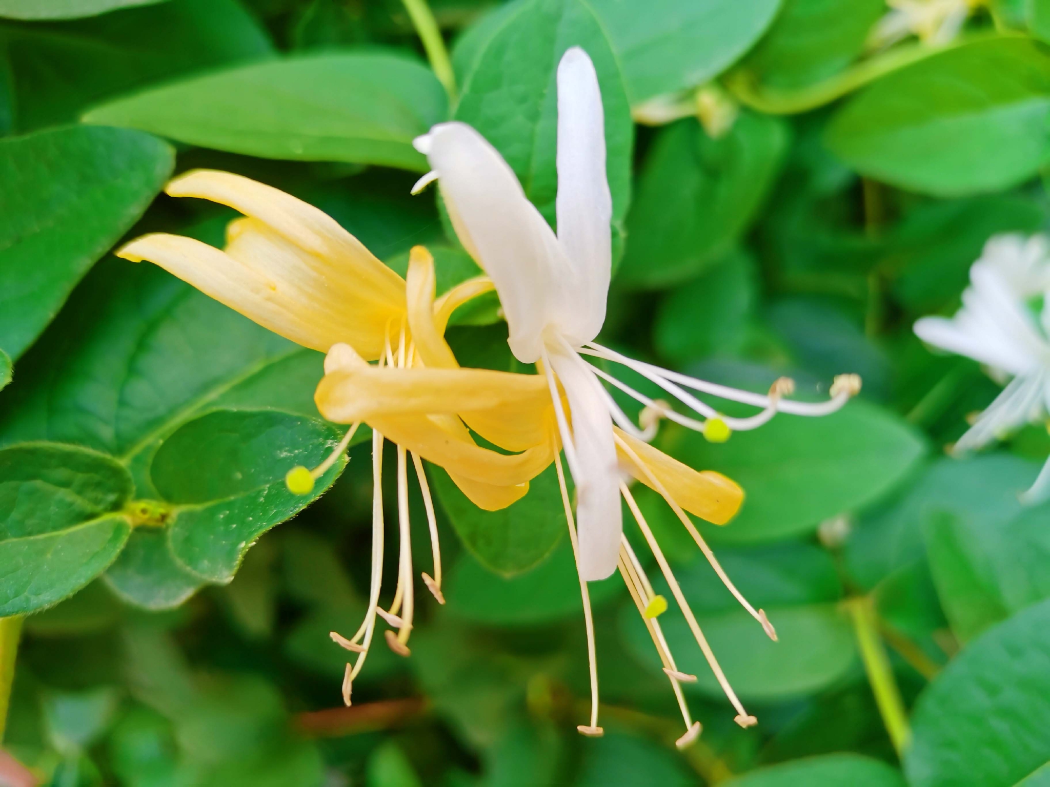 遂平县槐树乡：特色金银花产业助力乡村振兴