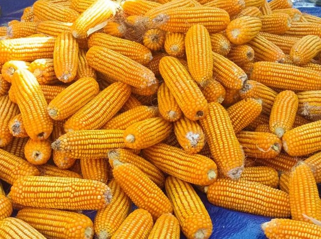 上蔡县：玉米单产提升工程项目获新突破