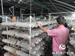 泌阳县马谷田镇：小香菇撑起群众“致富伞”