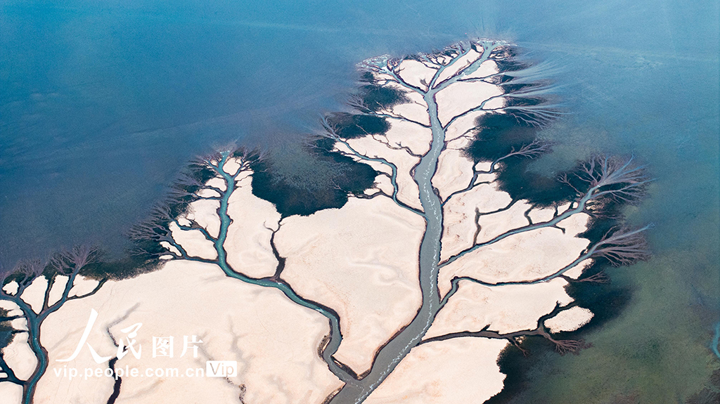 江西九江：鄱阳湖现“大地之树”景观【3】