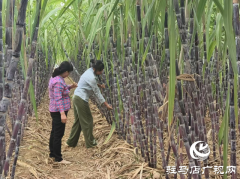 泌阳县：甘蔗园喜获丰收 特色种植助力乡村振兴