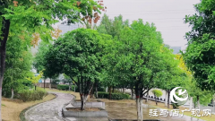 泌阳县双龙公园：走进雨中公园 感受浓郁秋意