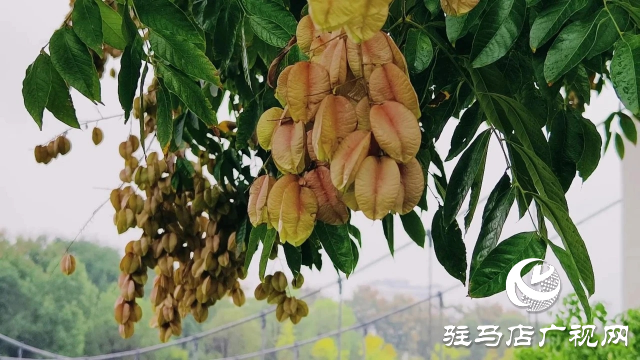 泌阳县双龙公园：走进雨中公园 感受浓郁秋意