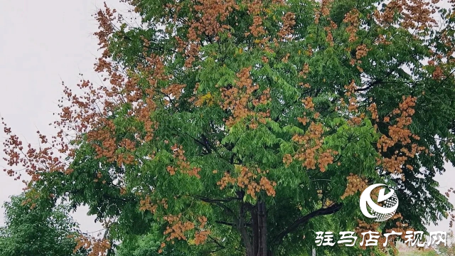 泌阳县双龙公园：走进雨中公园 感受浓郁秋意
