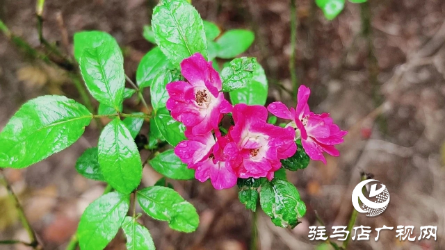 泌阳县双龙公园：走进雨中公园 感受浓郁秋意