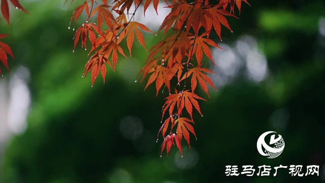泌阳县双龙公园：走进雨中公园 感受浓郁秋意
