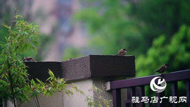 泌阳县双龙公园：走进雨中公园 感受浓郁秋意
