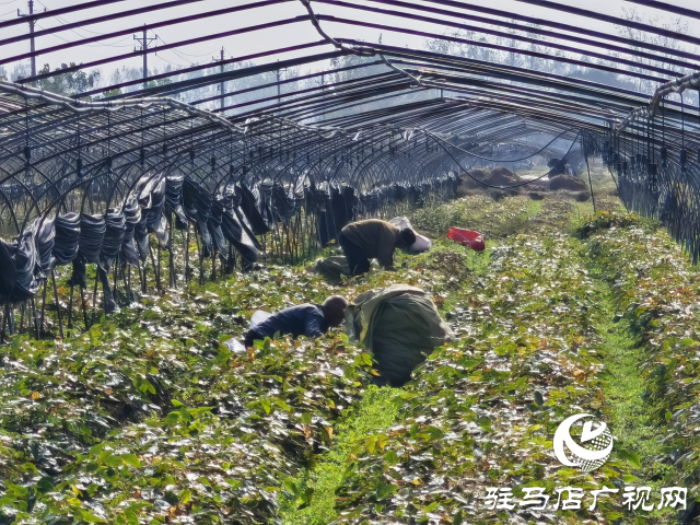 平舆县万金店镇土店村:中药材淫羊藿种植助力乡村振兴