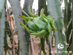 遂平县嵖岈山镇：特色种植种出幸福生活
