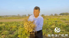 人大代表戴子星：四十余载育种路  铸就农业“芯片”梦
