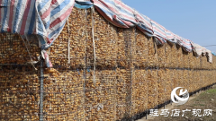 新蔡县化庄乡： 肉牛养殖产业助推乡村振兴