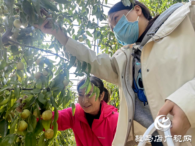 驿城区：冬枣满园映金秋 乡村振兴展新颜