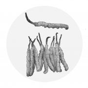 冬虫夏草能否用作食品原料？