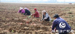 确山县：红薯喜丰收 田间收获忙