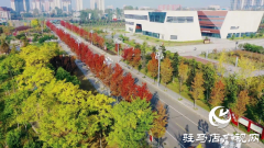 泌阳县：秋意浓浓枫叶红