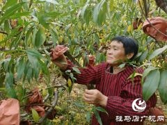 平舆县庙湾镇：冬桃映红致富路