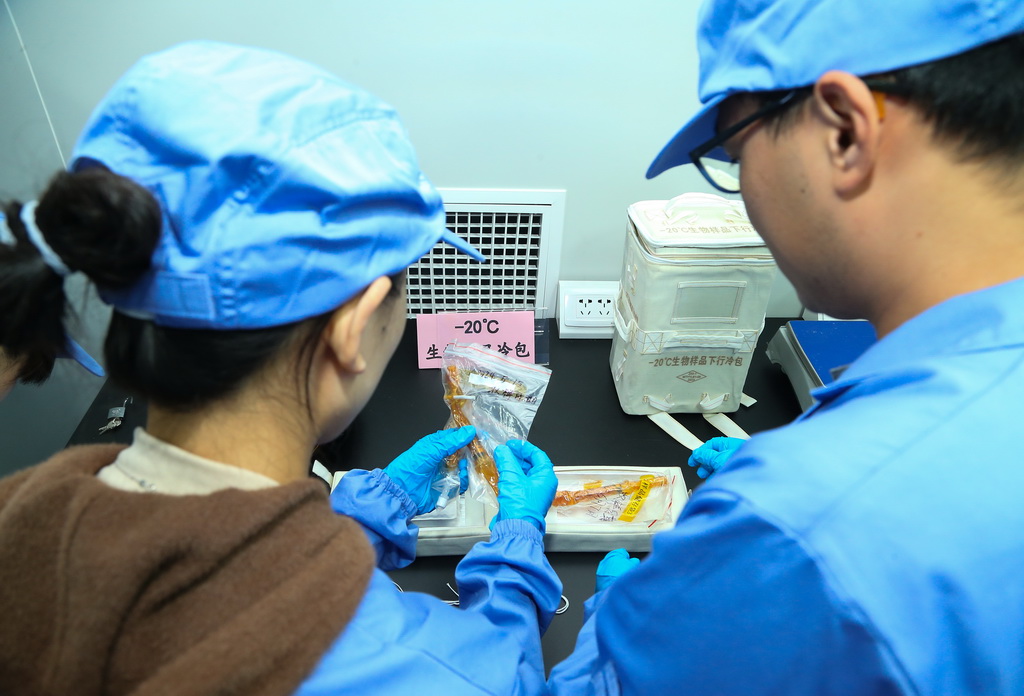11月4日，在位于北京的中国科学院空间应用工程与技术中心，工作人员检查返回实验样品的状态。