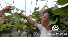 【出彩新农人】魏灿：用“甜蜜事业”助推乡村振兴